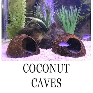 Coconut Shell Aquarium Cave: Natural Fish Hide, Pleco/Shrimp Shelter (2-Pack)