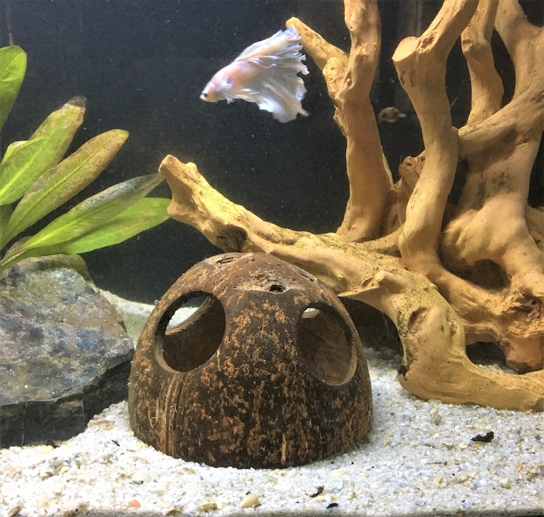 May include: A brown coconut shell with three holes cut out, used as a hideaway for fish in an aquarium. The coconut shell is sitting on a bed of white gravel. A piece of driftwood is in the background.