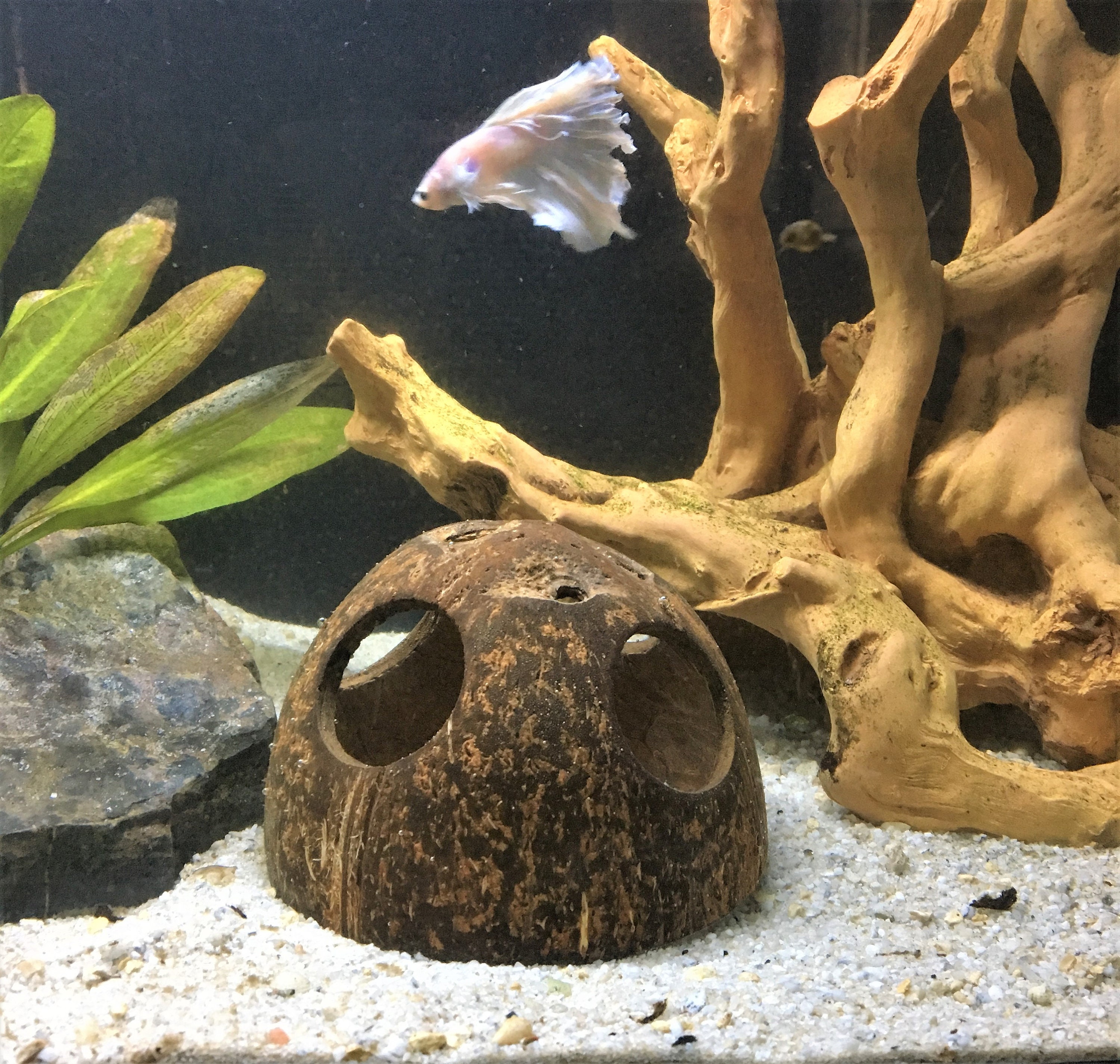 3 Hole Aquarium Cave Coconut Shell Cave / Hide betta cave Etsy