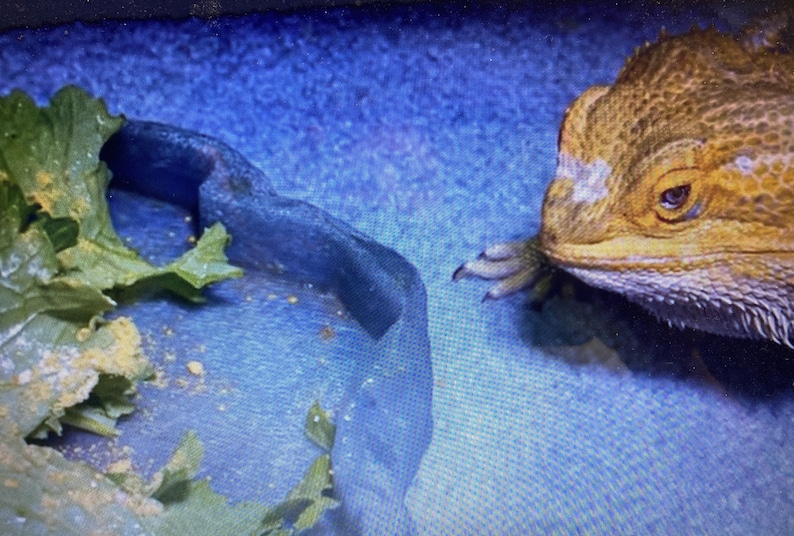 REPTILE BEE POLLEN Powder 100 Pure Reptile Food Supplement Etsy