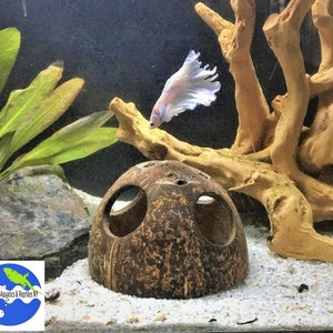 May include: A brown coconut shell with two holes, used as a fish tank decoration. A white betta fish swims in the background.