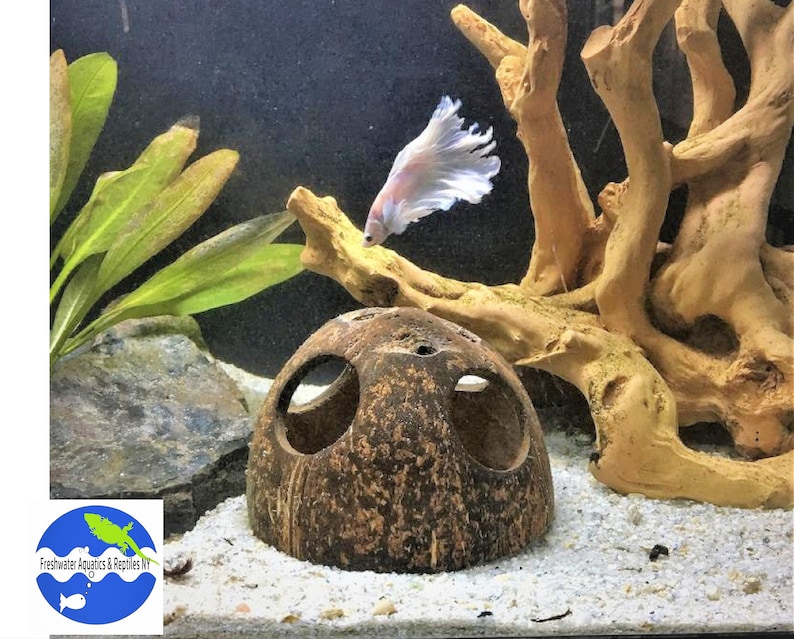 May include: A brown coconut shell with two holes, used as a fish tank decoration. A white betta fish swims in the background.