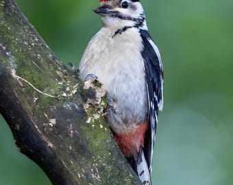 Juvenile Great Spotted Woodpecker Wildlife Photography Print, Vibrant Red Tail Bird Art