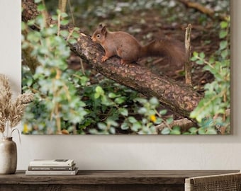 Red Squirrel on tree at Silent Valley, County Down