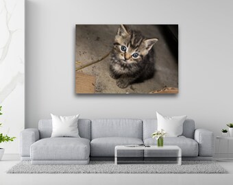 Animals & Wildlife
