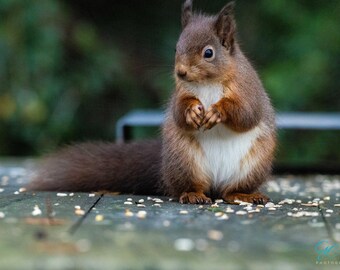Red Squirrel at Silent Valley, County Down