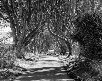 The Dark Hedges, Northern Ireland