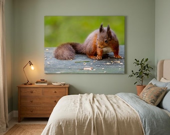 Red Squirrel Photograph, County Down Fine Art Print