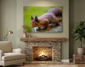Red Squirrel at Silent Valley, County Down