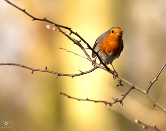 European Robin Close Up Print, British Garden Bird Photography Wall Art