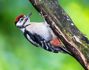 Juvenile Great Spotted Woodpecker Wildlife Photography Print, Bird Nature Art (Physical Print)