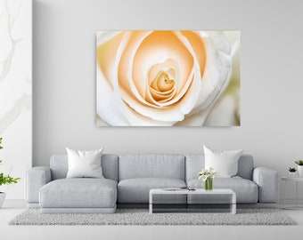 White Rose Close up 2