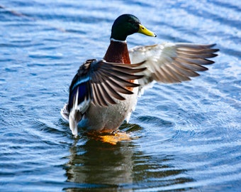 A closeup photo of a Mallard duck action shot