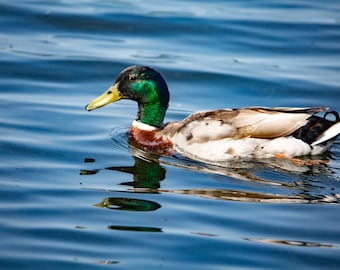 A closeup photo of a Mallard duck in water