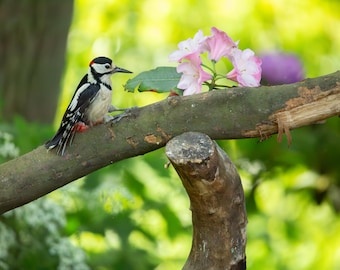 Animals & Wildlife