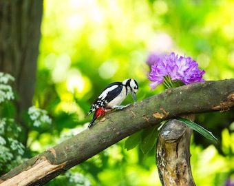 Spotted Woodpecker Wildlife Photography, Bird Wall Art (Physical Print)