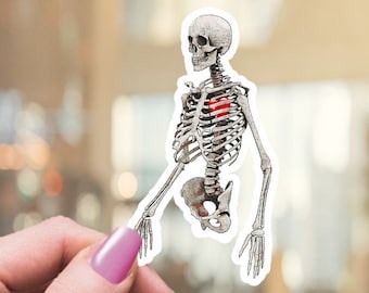 Heart and ribs, human anatomy skeleton Stickers,vinyl stickers,science stickers, student gift,medical students,watercolor art, matt