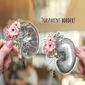 Kidney, floral anatomical art, Human anatomy, vinyl stickers,science stickers,medical students,watercolor art,matt stickers