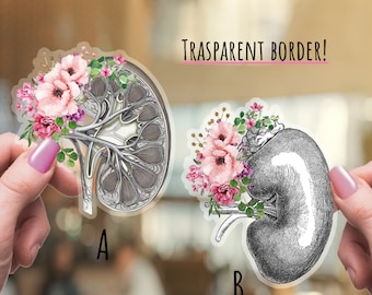 Kidney, floral anatomical art, Human anatomy, vinyl stickers,science stickers,medical students,watercolor art,matt stickers