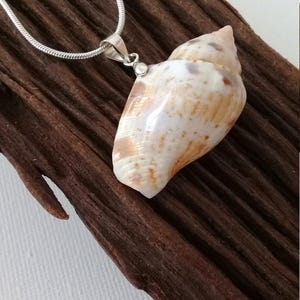 Halskette silber mit tropischem Muschel Anhänger, Halsschmuck kleine Wellhornschnecke gemustert, Halskette mit Meeresschnecke