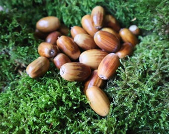 ジャンボどんぐりセット 5個入り クラフトどんぐり 松ぼっくり 秋の