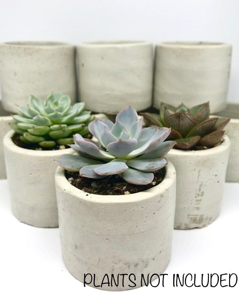 20 Concrete succulent planters 2 inch pots 2 inch succulent Etsy