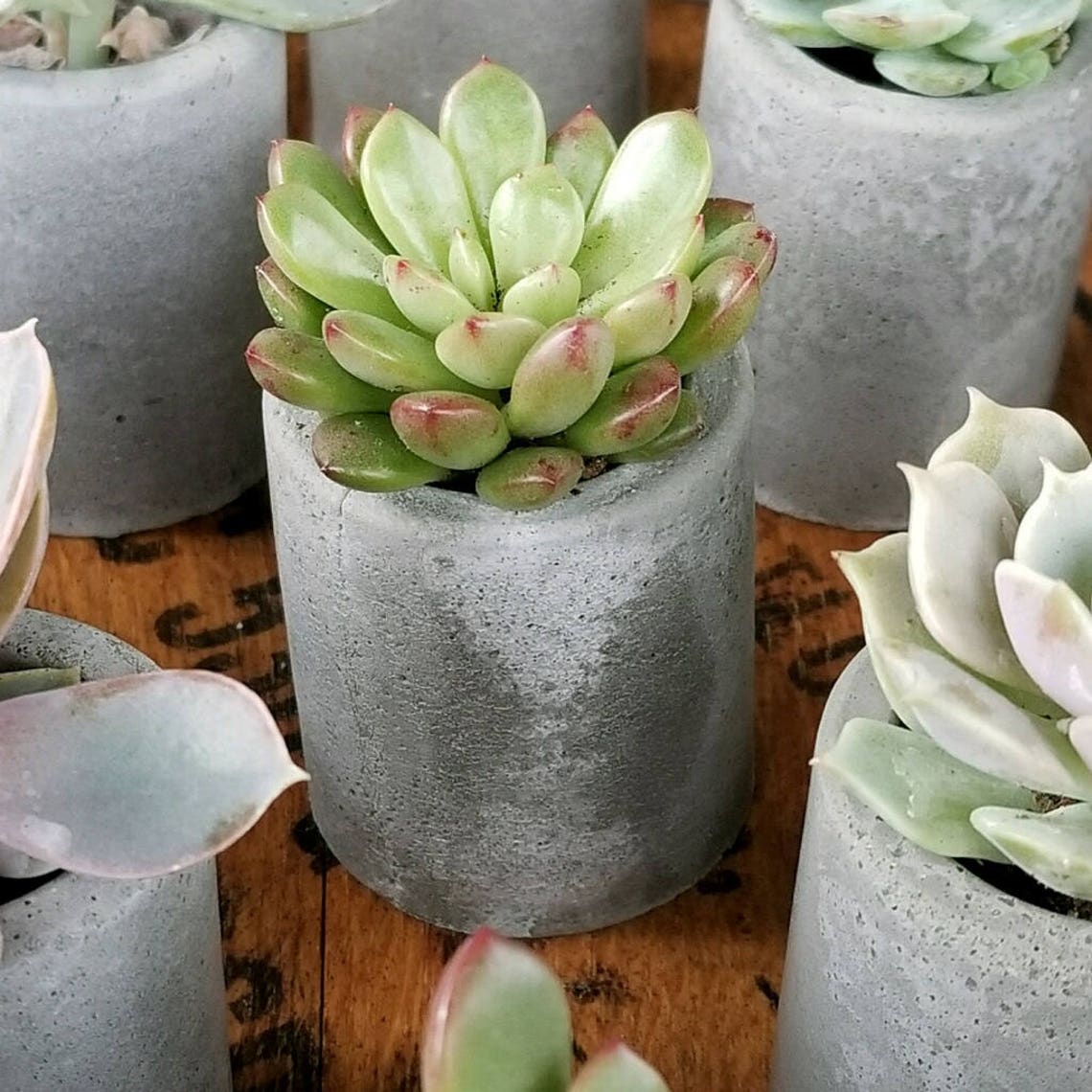 1 Concrete succulent planters mini planter succulent wedding Etsy