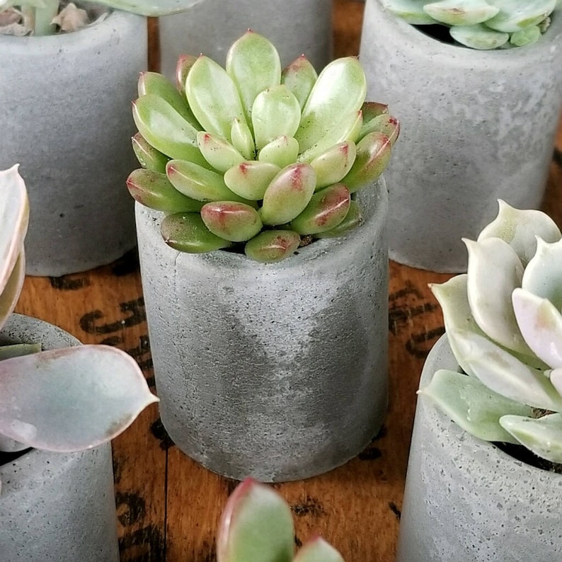 1 Concrete succulent planters mini planter succulent wedding Etsy