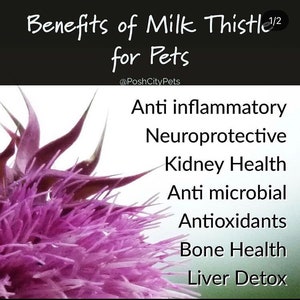 Organic Milk Thistle BIRBS: Herbs for Birds and other pets Herbal Pet Apothecary Ingredients 1oz packet image 3