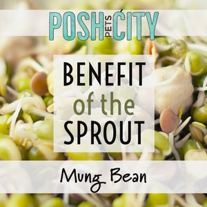 May include: Close-up of a bowl of green mung bean sprouts. The text "POSH PETS CITY BENEFIT of the SPROUT Mung Bean" is superimposed on the image.