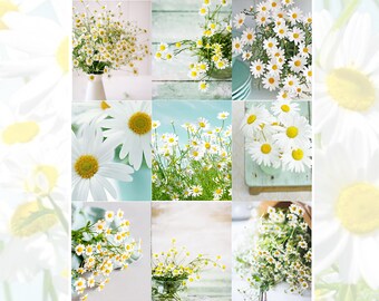 Daisy Weekly Sticker Kit // Planner Sticker Kit