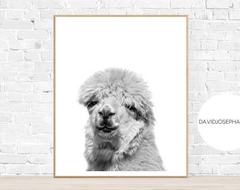 Black and White Alpaca Photo, Nursery Animal Print (Digital Download)