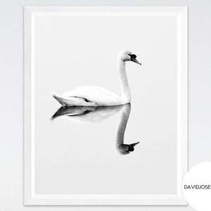 Swan Print, Swan Wall Art, Printable Art, Black and White, Swan Photo, Animal Decor, Living Room Poster, Swan Poster, Minimalist Print