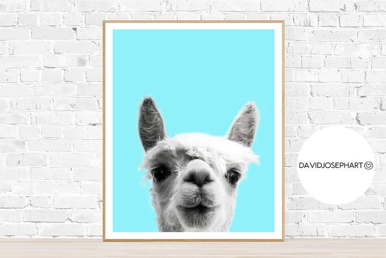 Alpaca Print, Alpaca Photo, Animal Print, Nursery Print, Woodlands Nursery, Digital Download, Blue and White, Alpaca Wall Art, Blue Print image 2