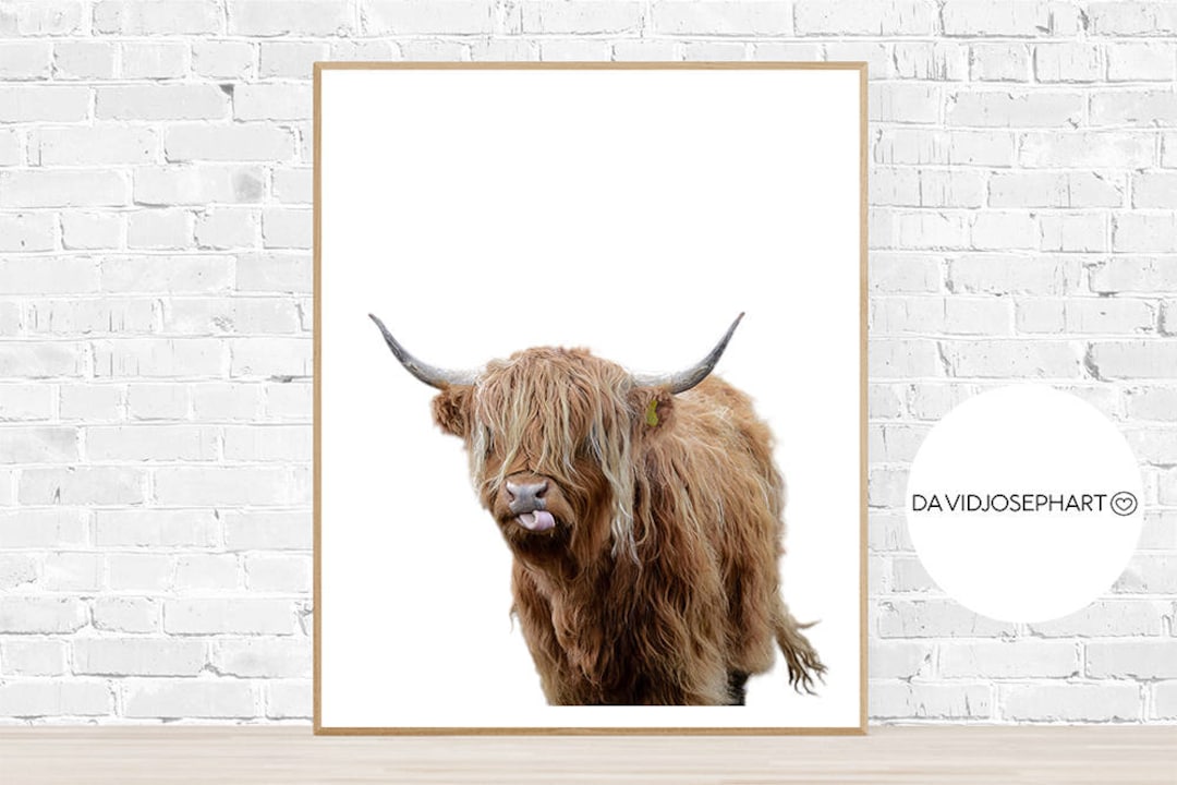 Highland Cow Print, Highland Bull Print, Animal Photo, Minimalist Print — free download