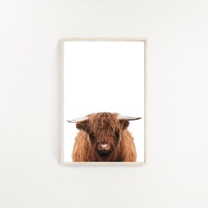 Highland Cow Print, Scottish Cow Poster, Animal Print, Cow Photography, Cattle Photography, Highland Cow Poster, Digital Download