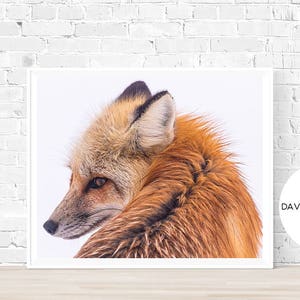 Fox Print, Fox Photography, Red Fox Print, Animal Print, Woodland Print, Digital Download, Fox Wall Art, Fox Decor, Fox Printable
