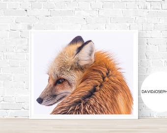 Fox Print, Fox Photography, Red Fox Print, Animal Print, Woodland Print, Digital Download, Fox Wall Art, Fox Decor, Fox Printable