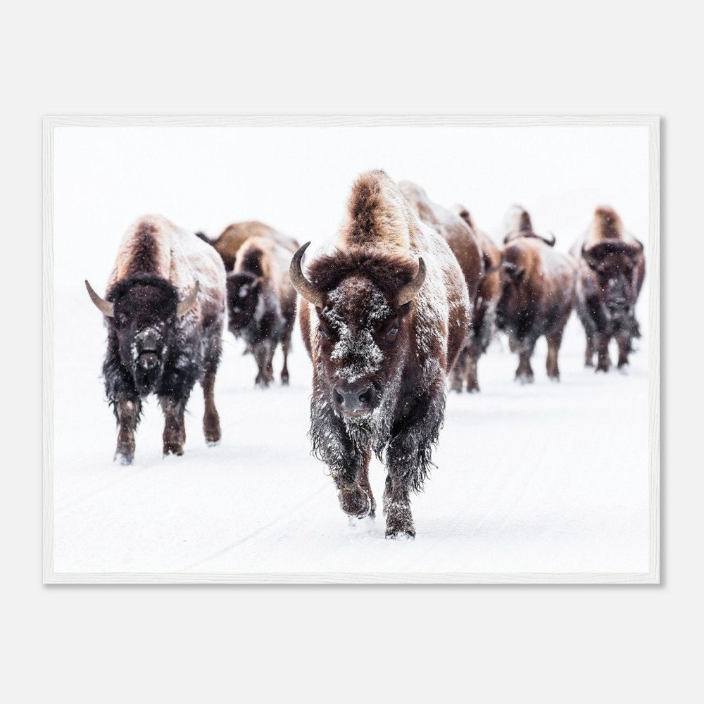 Bison FRAMED Print Buffalo Poster Bison Wall Art Buffalo Decor Snow Animal Poster Yellowstone Print Buffalo Wall Art Nature Photo
