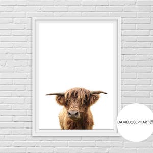Highland Cow Print, Highland Calf Print, Highland Bull Print, Printable Decor, Farm Wall Art, Cattle Photography, Digital Download