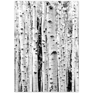 Birken Baum Poster, Baum Foto, Baum Wandkunst, Wald Druck, Birken Dekor, Winter Poster, Schnee Poster, schwarz weiß