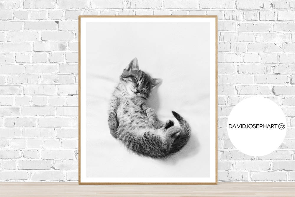 Kitten Print, Nursery Print, Photography Wall Art, Digital Download, Nursery Decor, Cat Print, Minimalist Print, Black and White