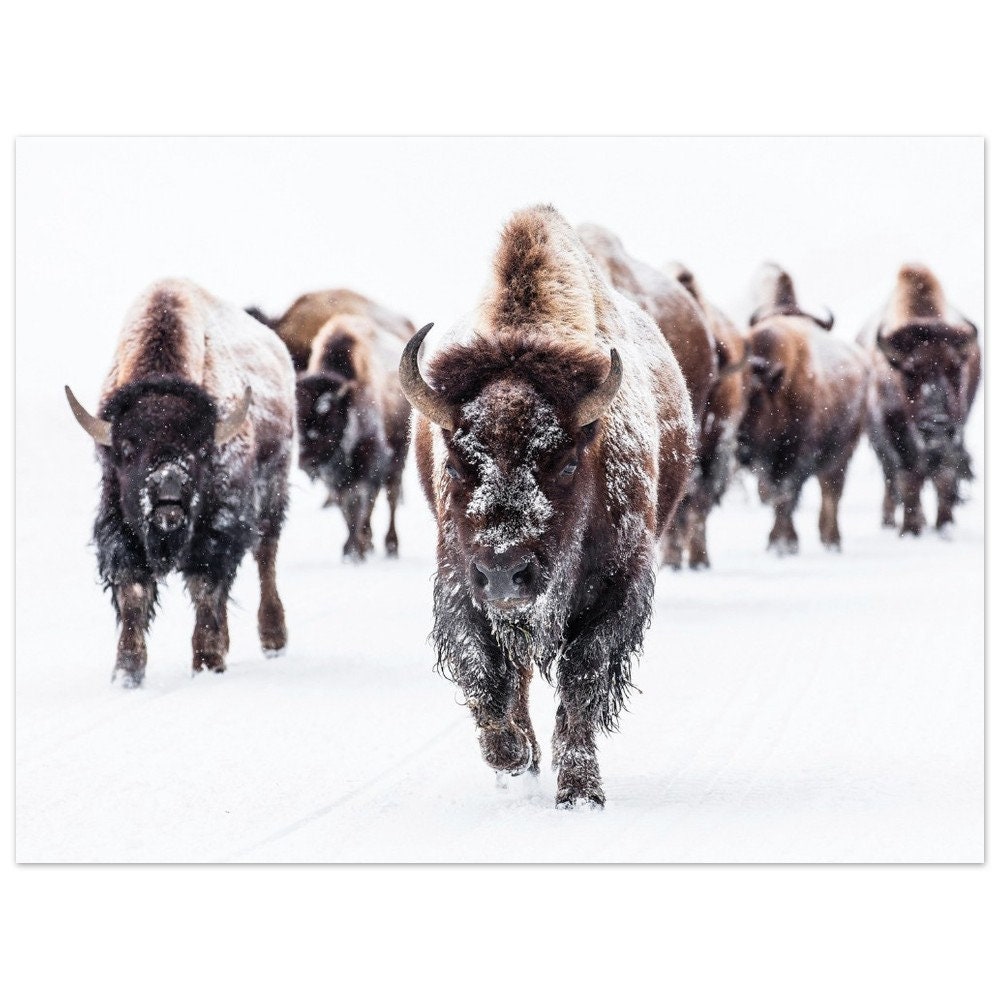 Bison UNFRAMED Print Buffalo Poster Bison Wall Art Buffalo Decor Snow ...