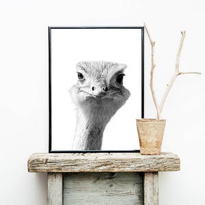 Ostrich Print, Ostrich Wall Art, Ostrich Poster, Ostrich Photography, Animal Print, Animal Photography, Digital Download, Black and White