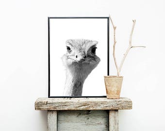 Ostrich Print, Ostrich Wall Art, Ostrich Poster, Ostrich Photography, Animal Print, Animal Photography, Digital Download, Black and White