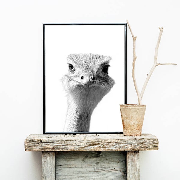 Ostrich Print, Ostrich Wall Art, Ostrich Poster, Ostrich Photography, Animal Print, Animal Photography, Digital Download, Black and White