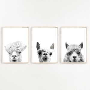 Set of 3 Alpacas, Alpaca Print, Nursery Wall Art, Digital Download, Black and White, Alpaca Wall Art, Alpaca Photo, Llama Print, Minimalist