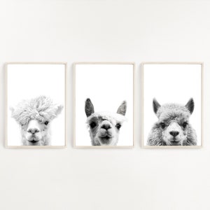 Set van 3 Alpaca's, Alpaca Print, Kwekerij Wall Art, Digitale Download, Zwart-wit, Alpaca Wall Art, Alpaca Foto, Lama Print, Minimalistisch