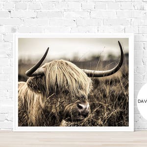 Highland Cow Print, Highland Cow Photography, Farm Animal Poster, Cattle Wall Art, Scottish Cow Decor, Digital Download, Nursery Print