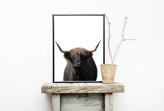 Highland Cow Print Highland Bull Print Living Room Decor Etsy